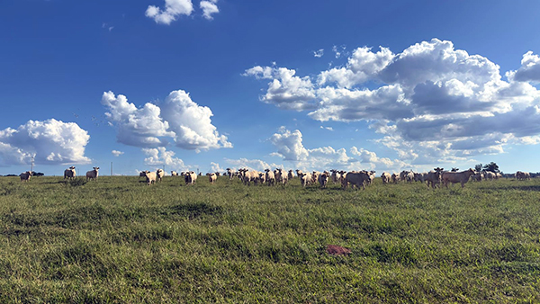 ბრაზილიის მეცხოველეობა, გამოწვევები და მეცნიერების როლი
